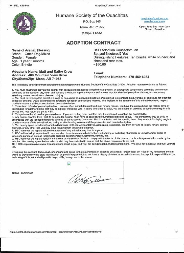 Enlarge Blessing, a Adopted mixed breed in Mena, AR image 3/4