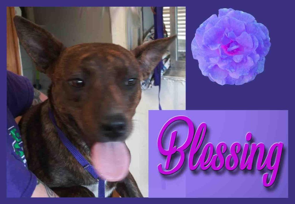 Enlarge Blessing, a Adopted mixed breed in Mena, AR image 4/4
