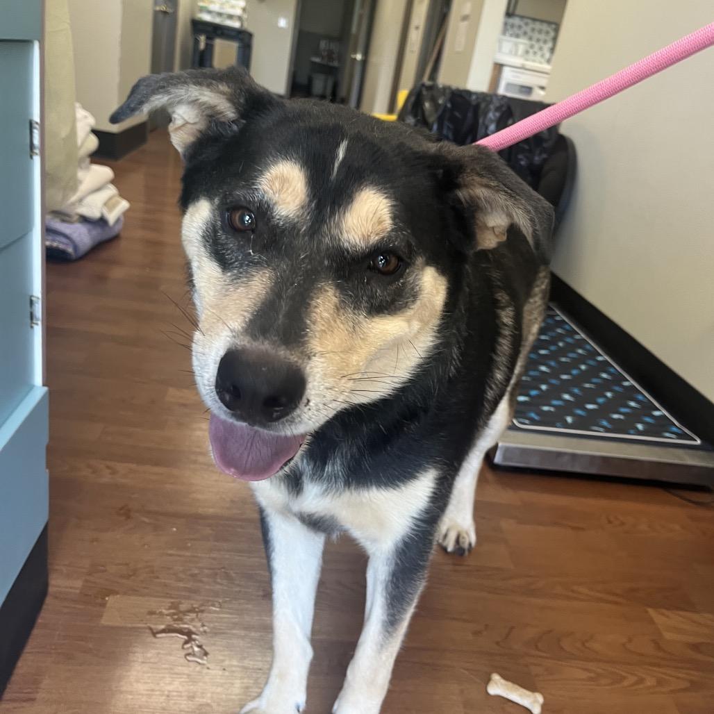 Enlarge Ozzie, a Adoptable mixed breed in Milan, IL image 1/4