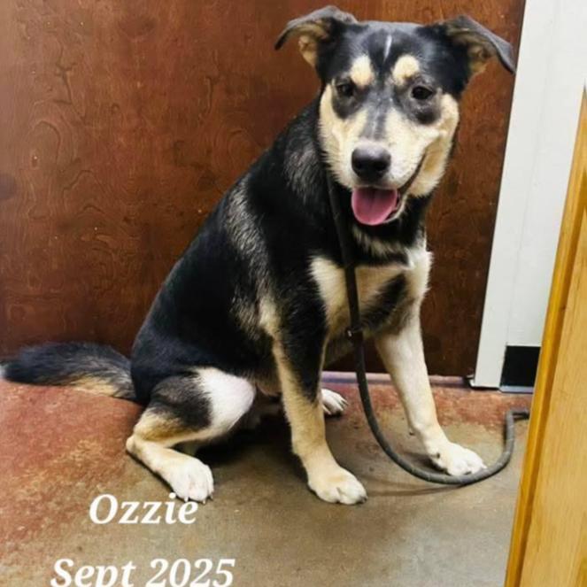 Enlarge Ozzie, a Adoptable mixed breed in Milan, IL image 2/4