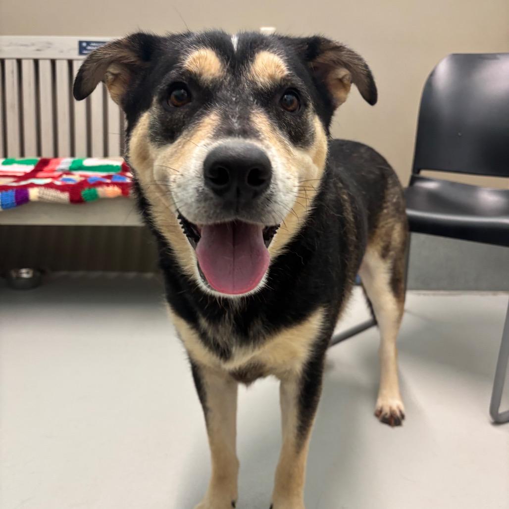 Enlarge Ozzie, a Adoptable mixed breed in Milan, IL image 3/4
