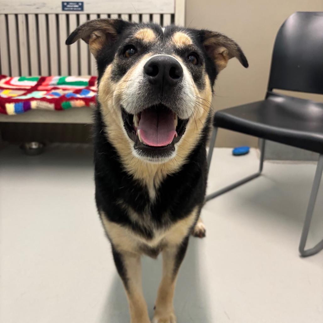 Enlarge Ozzie, a Adoptable mixed breed in Milan, IL image 4/4