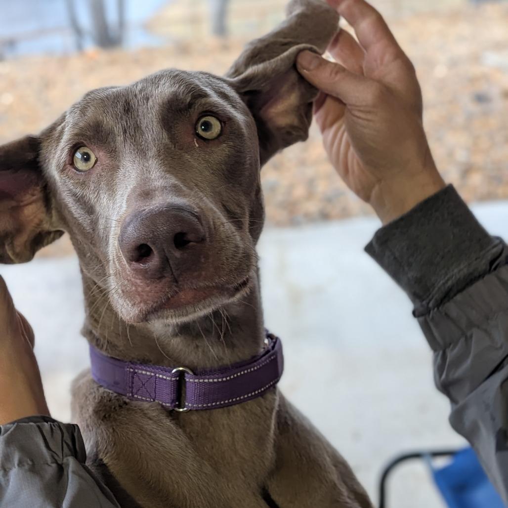 Macie(BAS), a Adoptable Weimaraner in Lenoir, NC image 1/6