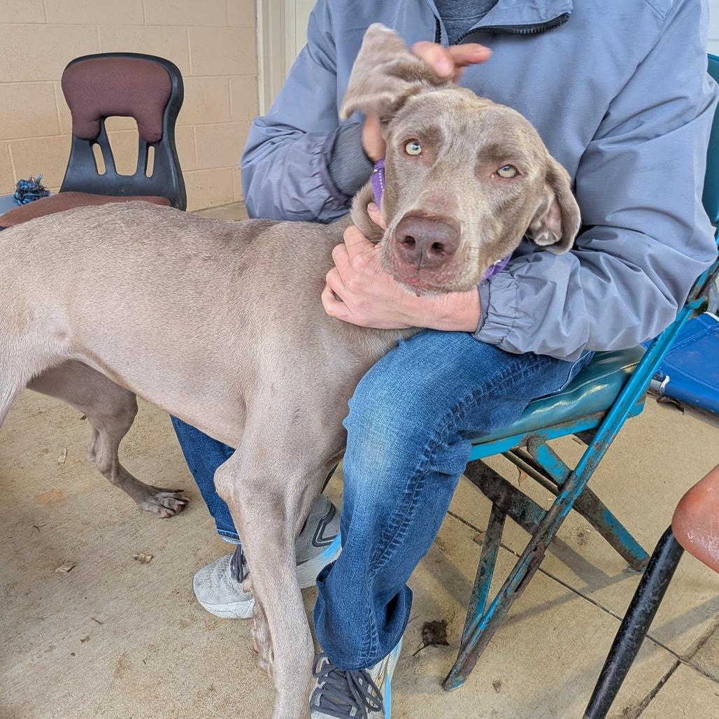 Macie(BAS), a Adoptable Weimaraner in Lenoir, NC image 2/6