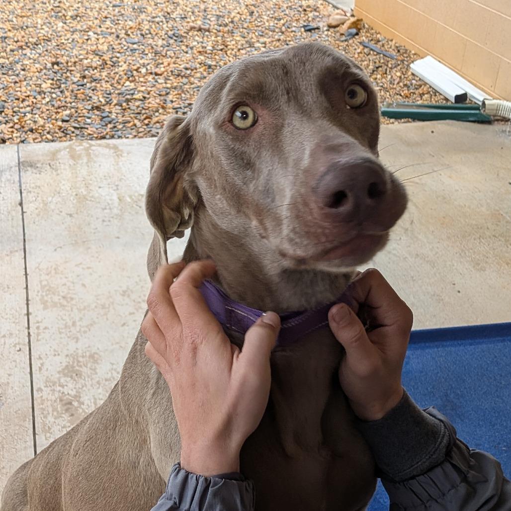 Macie(BAS), a Adoptable Weimaraner in Lenoir, NC image 3/6