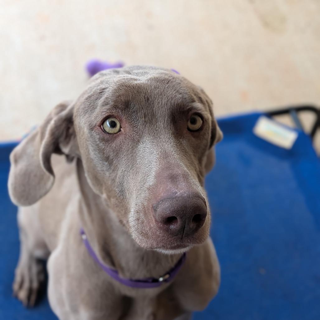 Macie(BAS), a Adoptable Weimaraner in Lenoir, NC image 4/6