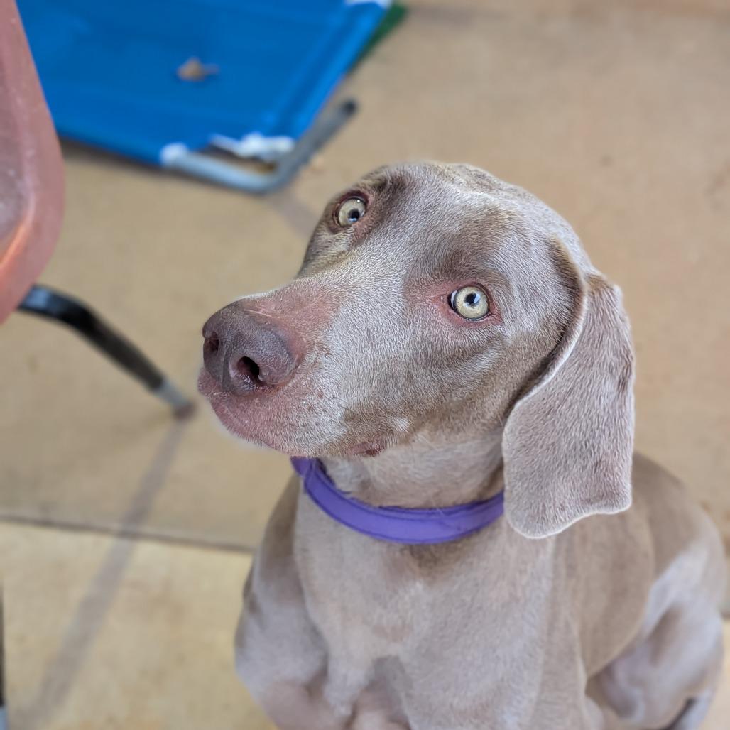 Macie(BAS), a Adoptable Weimaraner in Lenoir, NC image 6/6