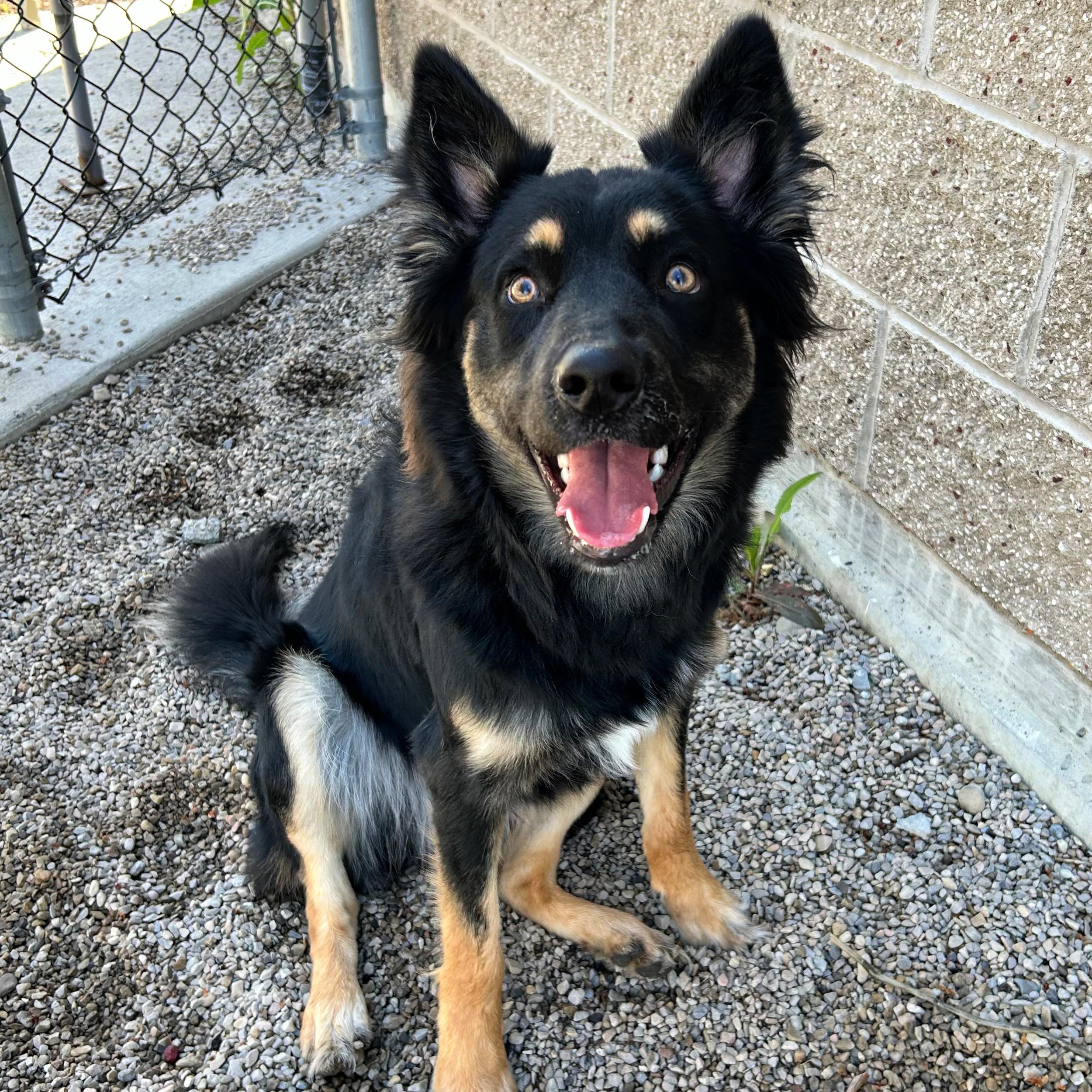 Enlarge Koda, an adopted mixed breed in Lindon, UT image 3/5