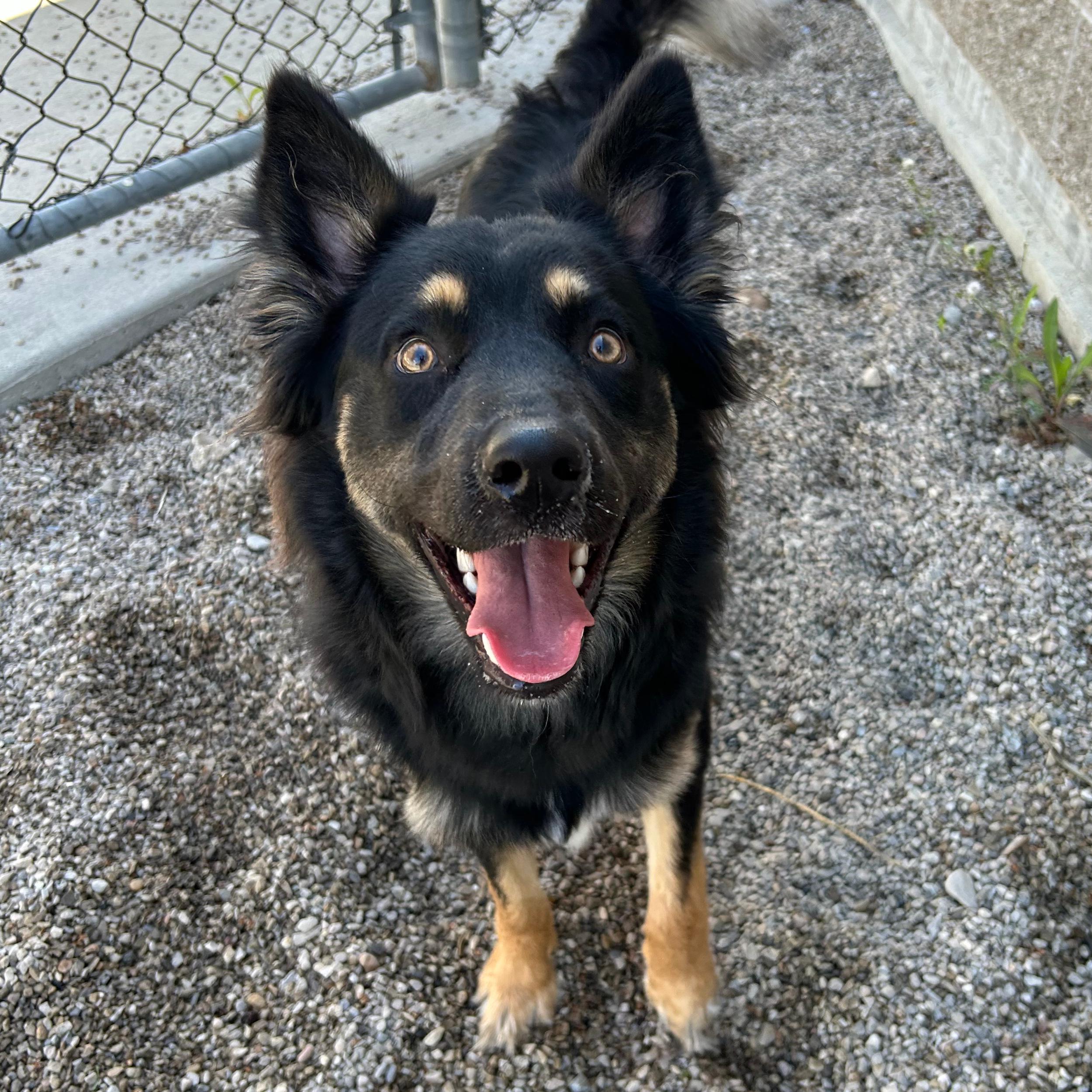 Enlarge Koda, an adopted mixed breed in Lindon, UT image 1/5
