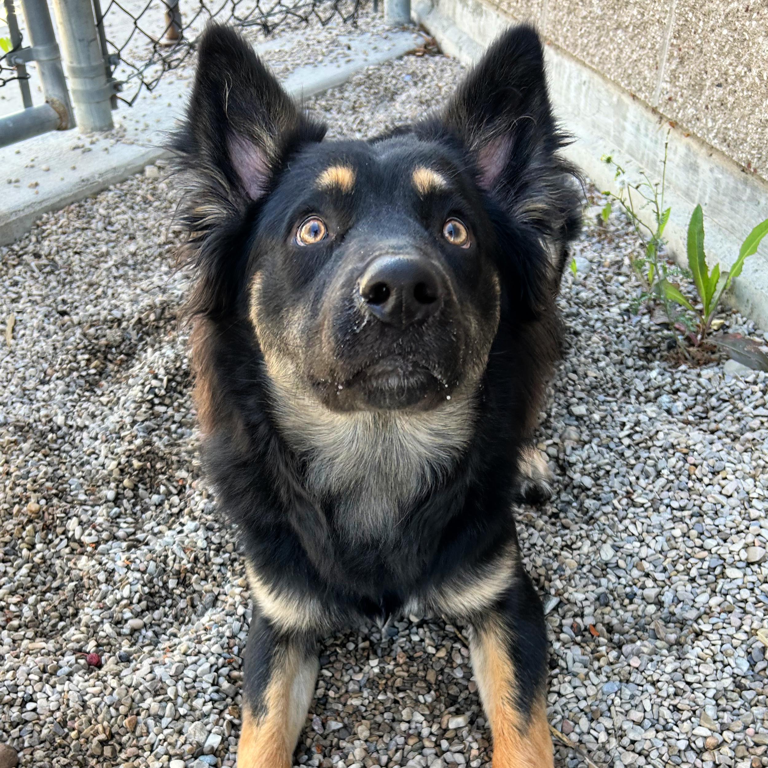 Enlarge Koda, an adopted mixed breed in Lindon, UT image 4/5