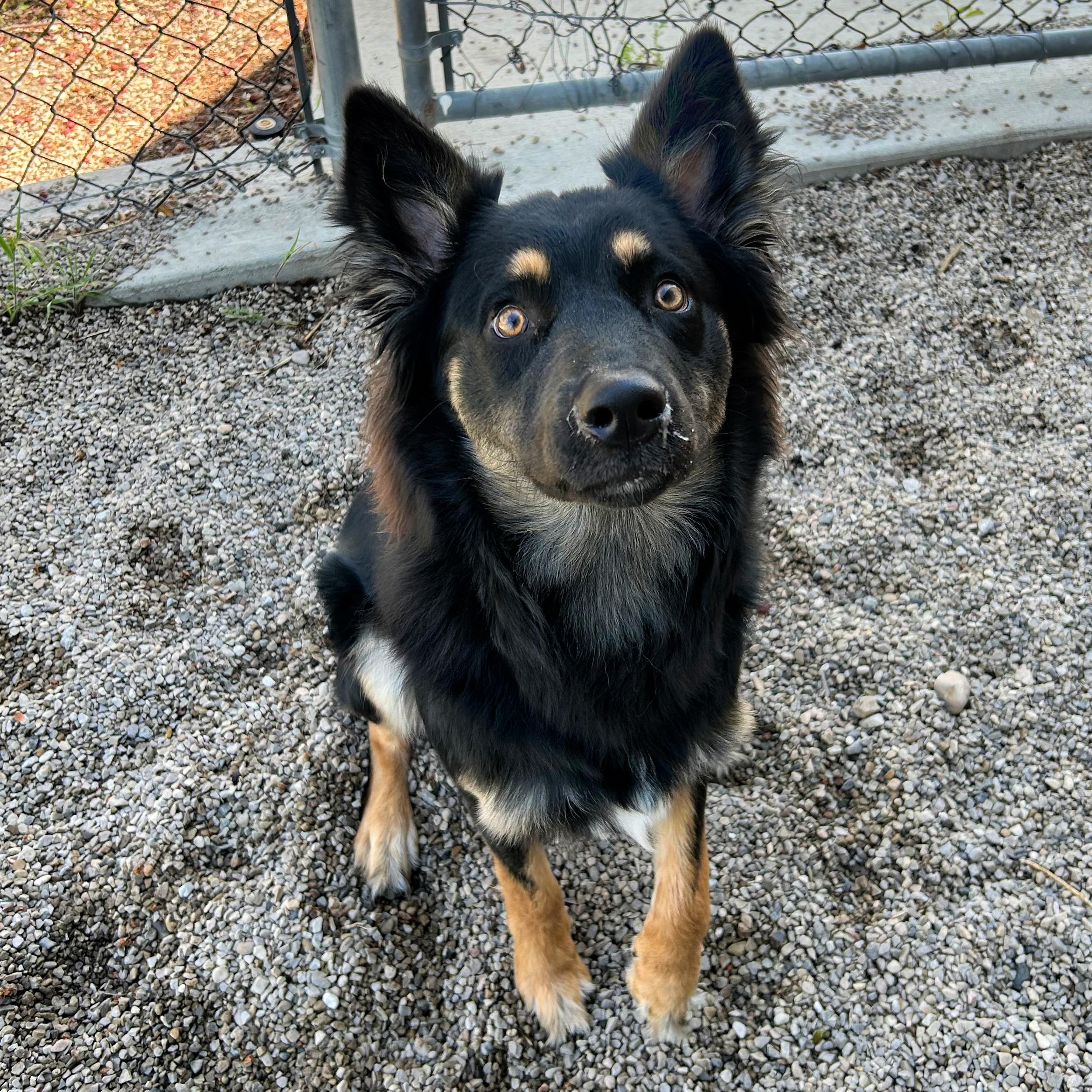 Enlarge Koda, an adopted mixed breed in Lindon, UT image 2/5