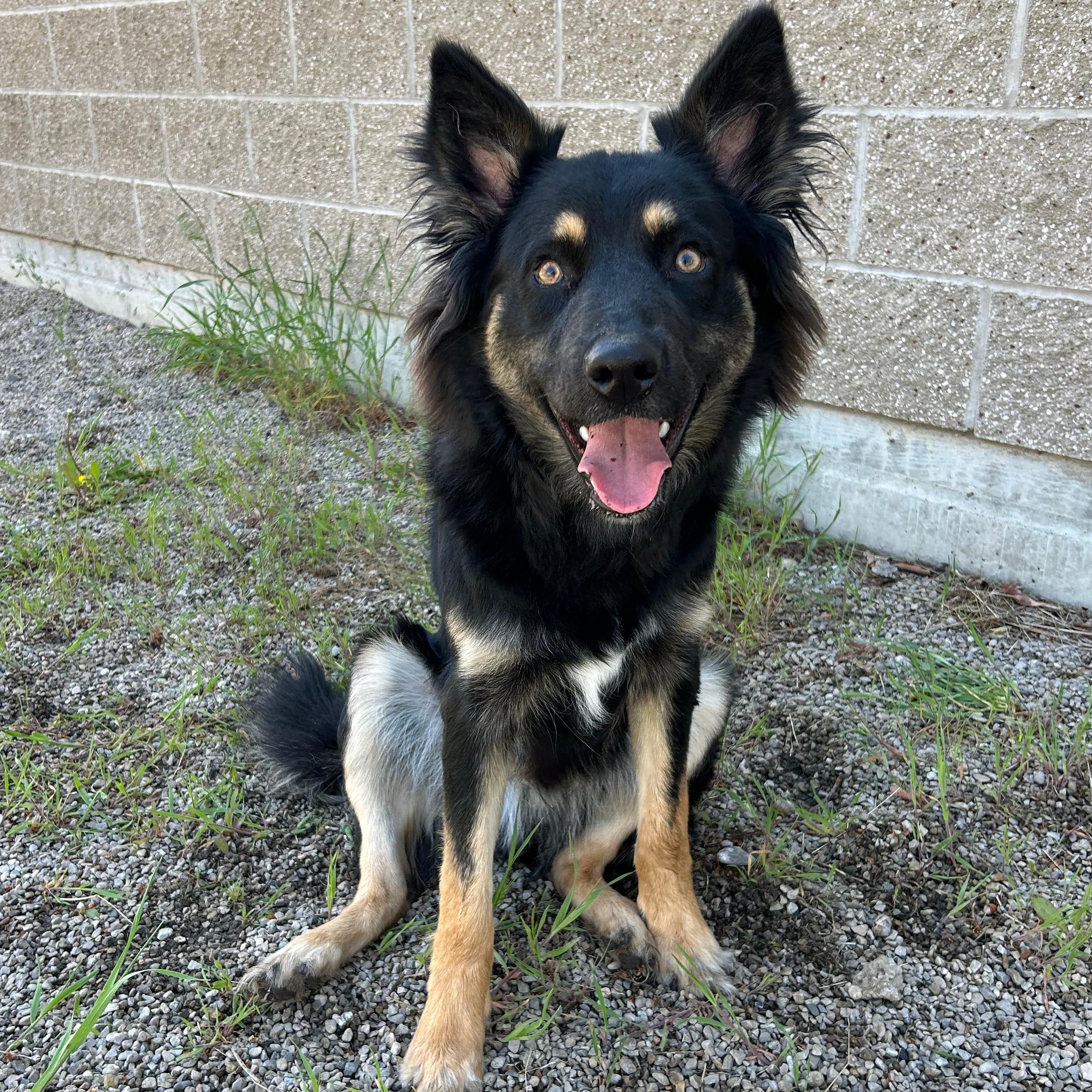 Enlarge Koda, an adopted mixed breed in Lindon, UT image 5/5