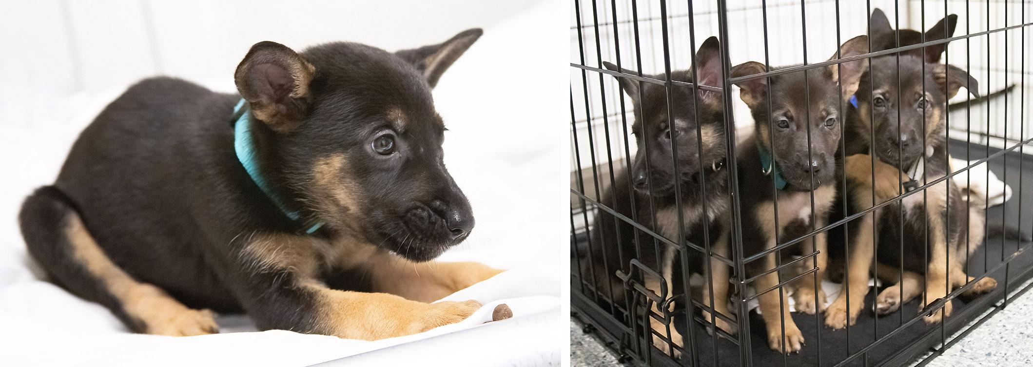 Shepherd mix puppies!