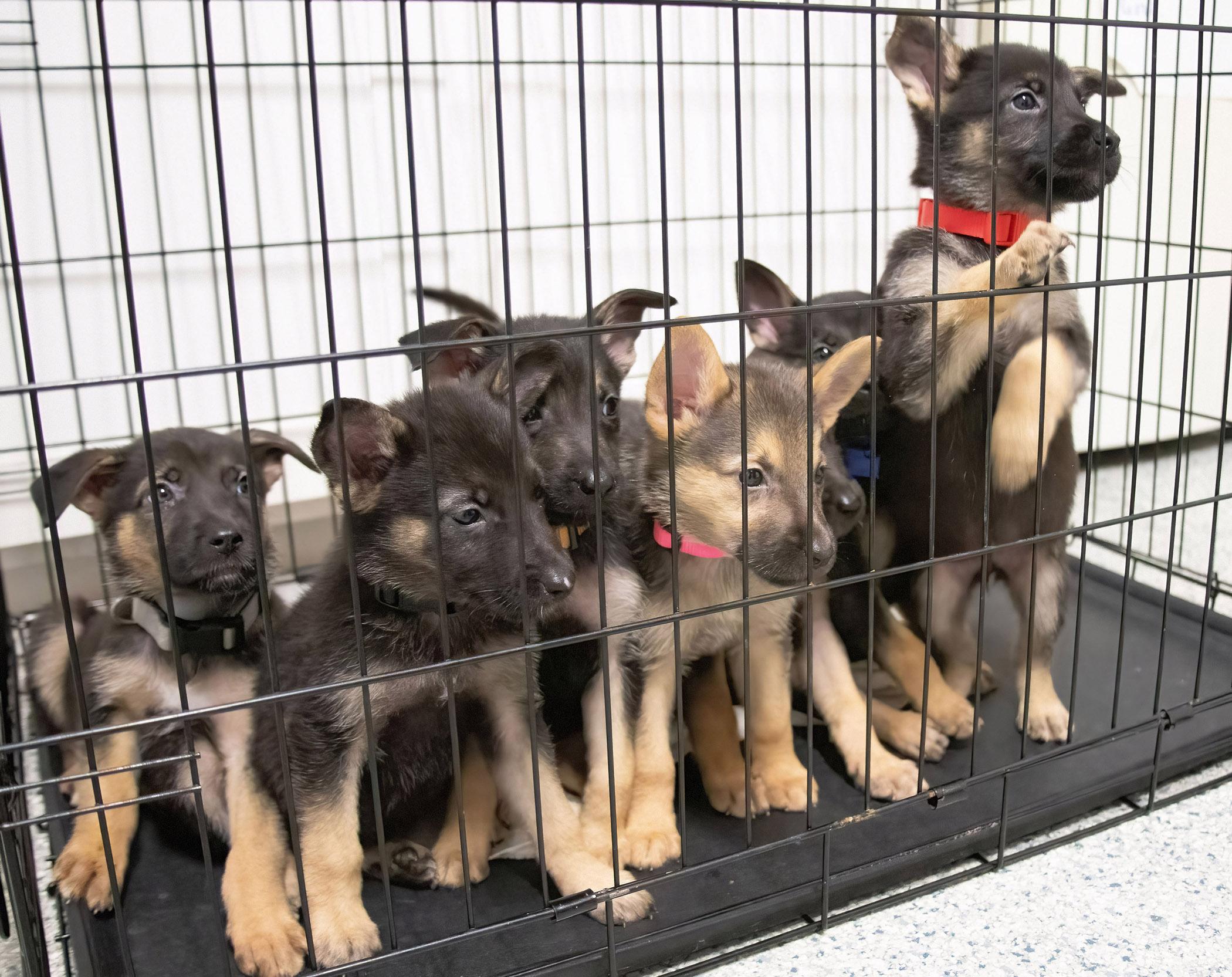 Shepherd mix puppies!