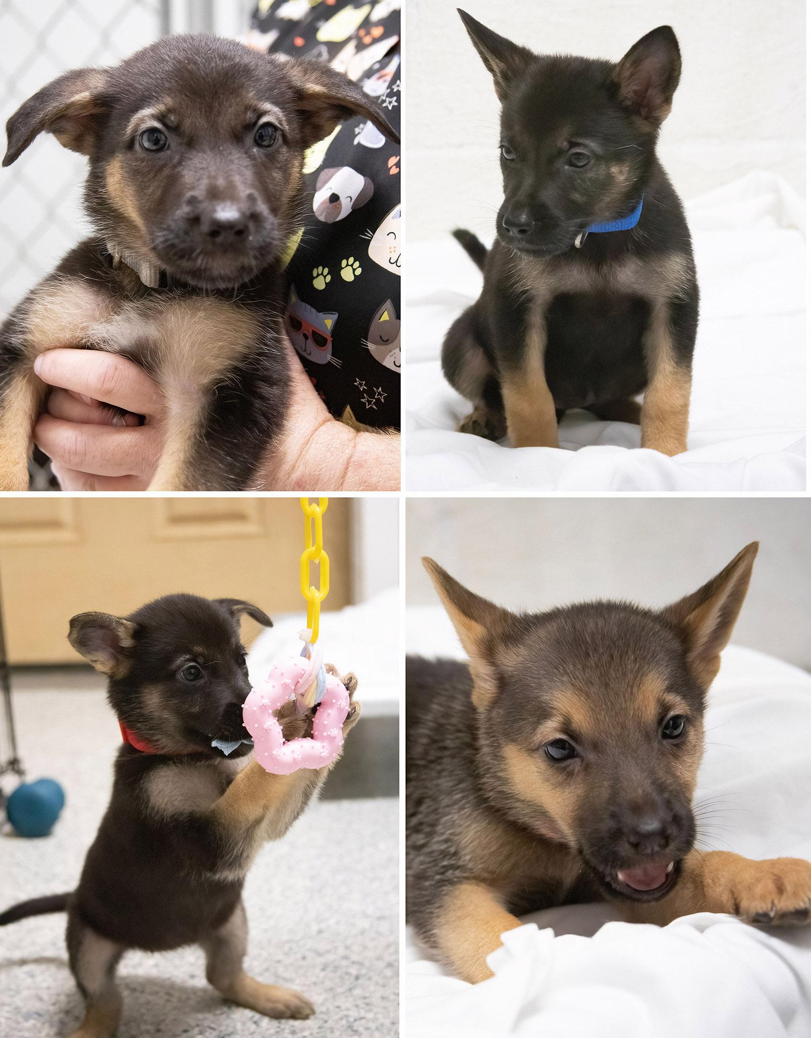 Shepherd mix puppies!