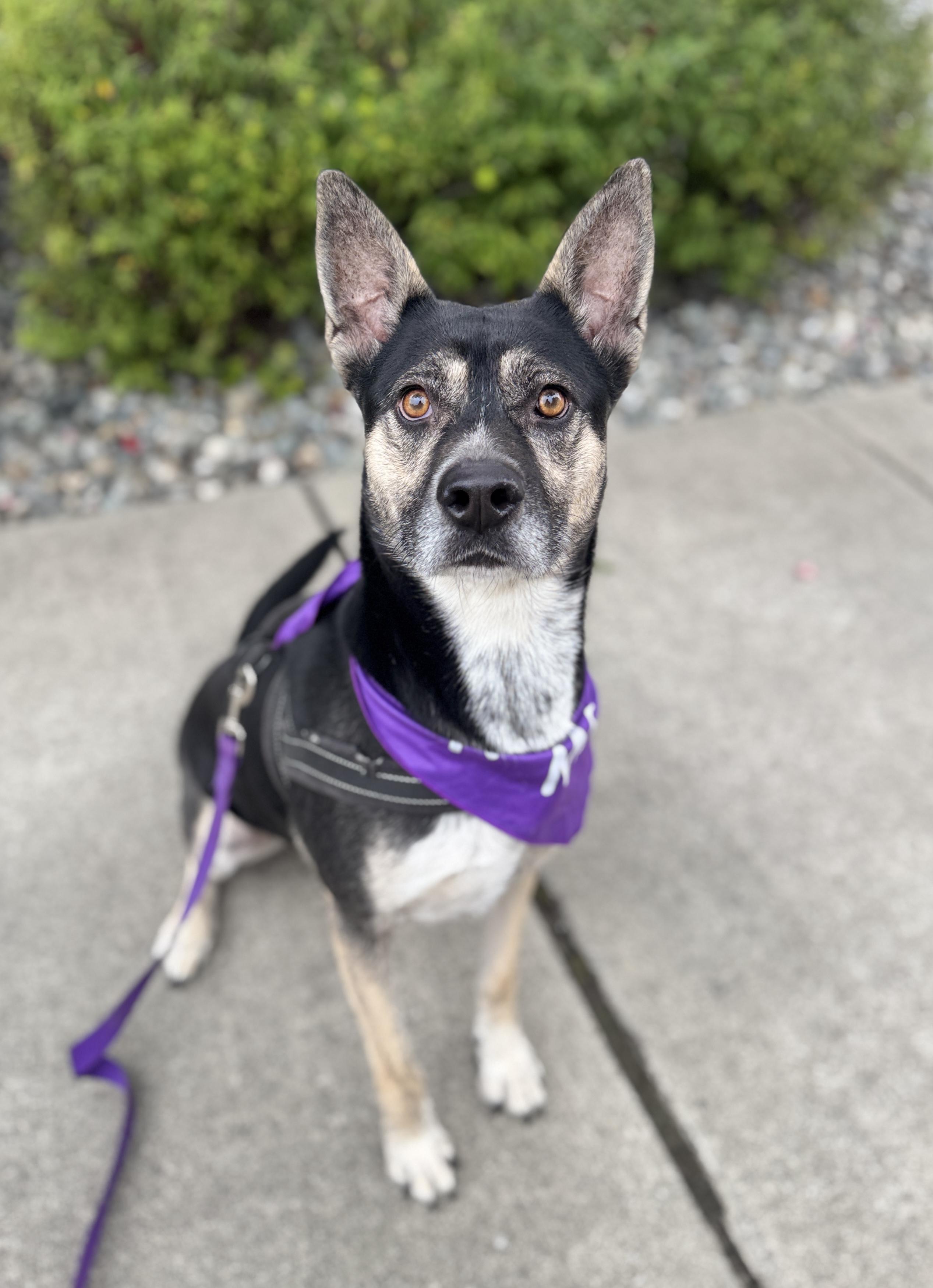 Sadie photo