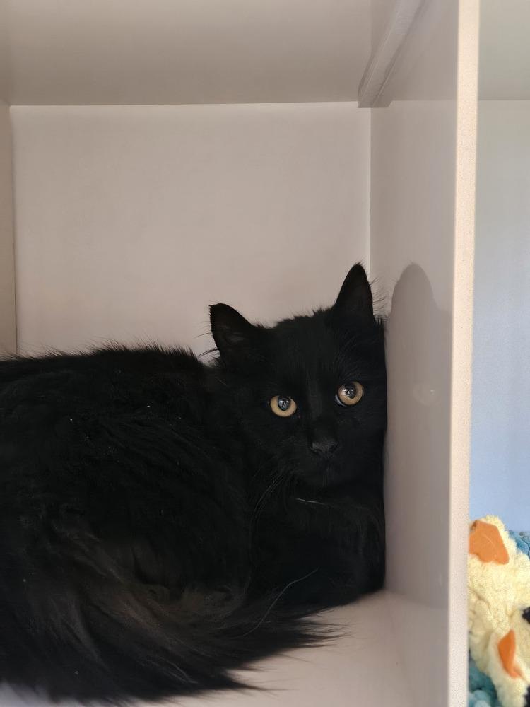 Maximus, Adoptable, Adult Male Domestic Long Hair & Domestic Short Hair.