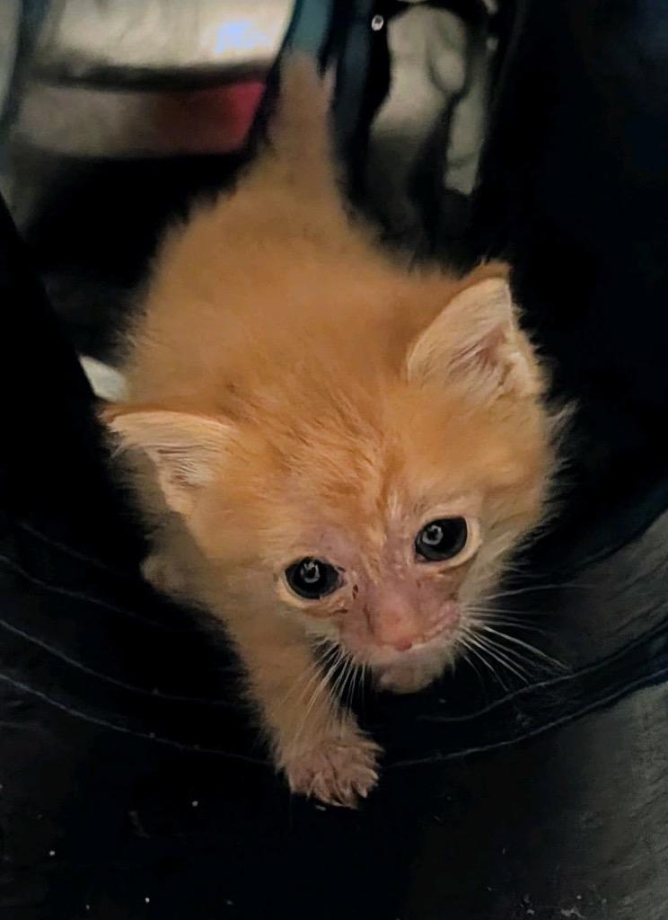 Rose, Adoptable, Kitten Female Domestic Short Hair.