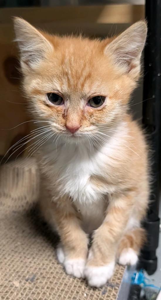 Rose, a Adoptable mixed breed in Johnson City, TN image 6/6