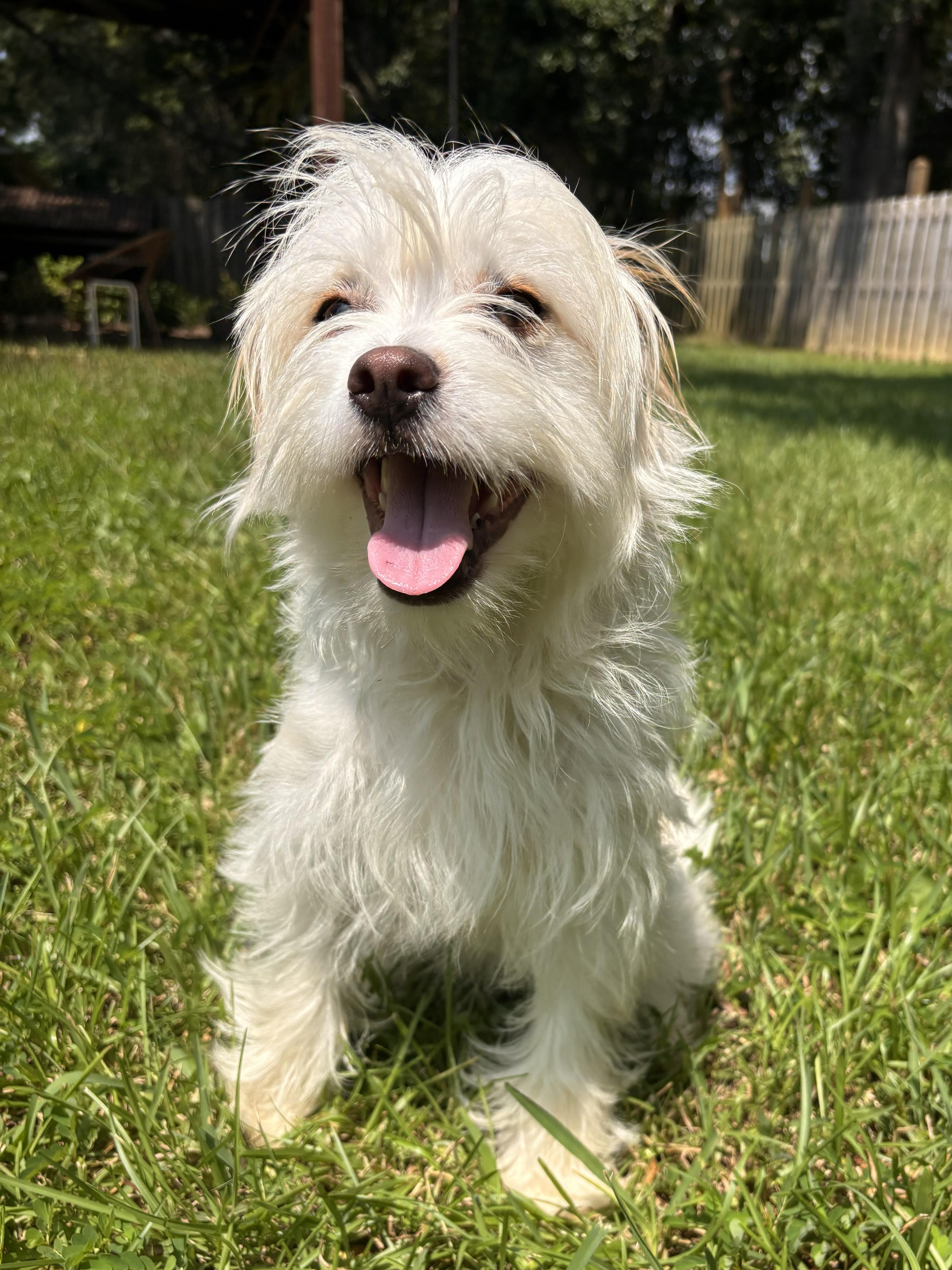 Enlarge Caine, an adopted mixed breed in Fairhope, AL image 2/6