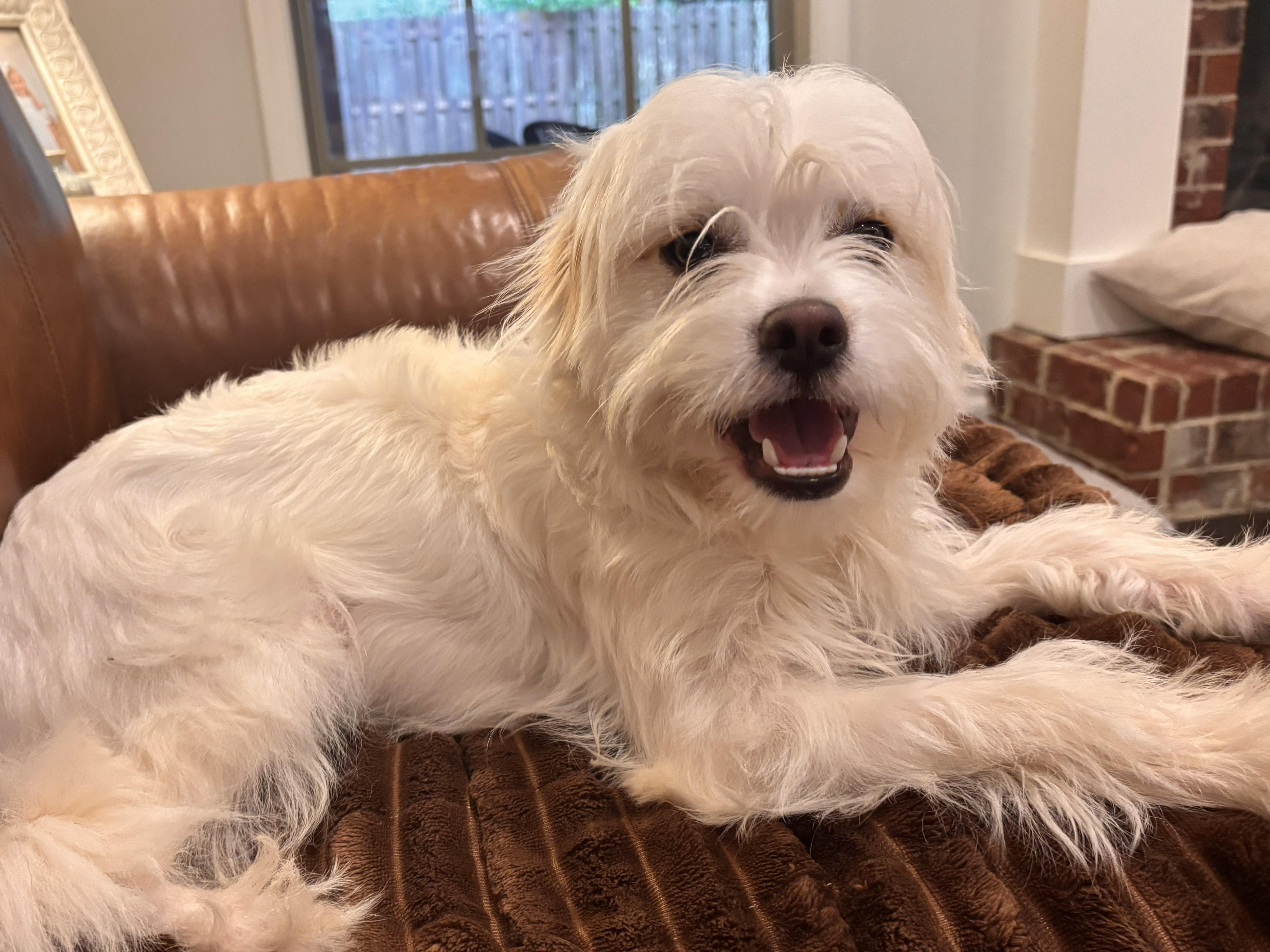 Enlarge Caine, an adopted mixed breed in Fairhope, AL image 3/6