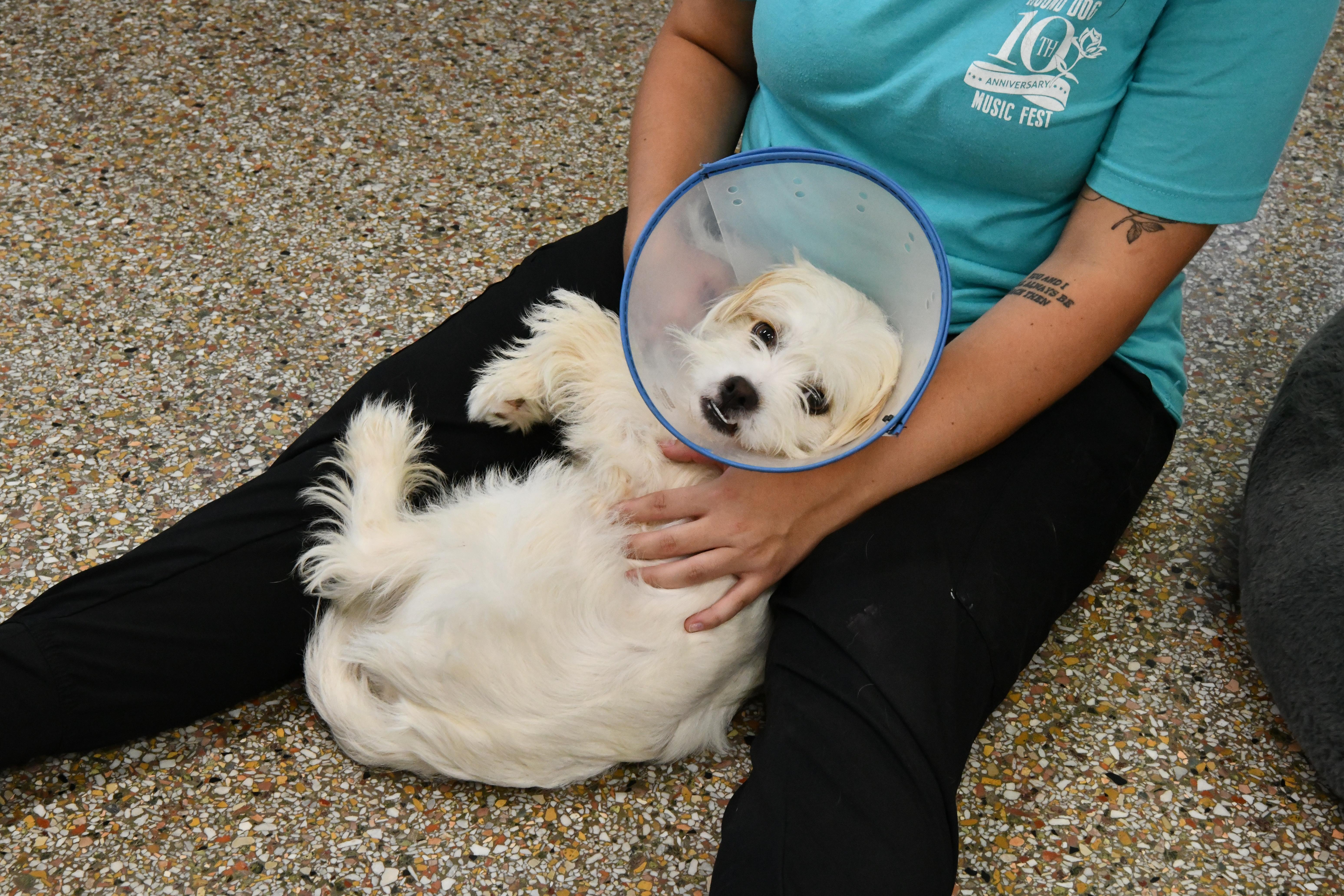 Caine, a ADOPTABLE mixed breed in Fairhope, AL image 4/4