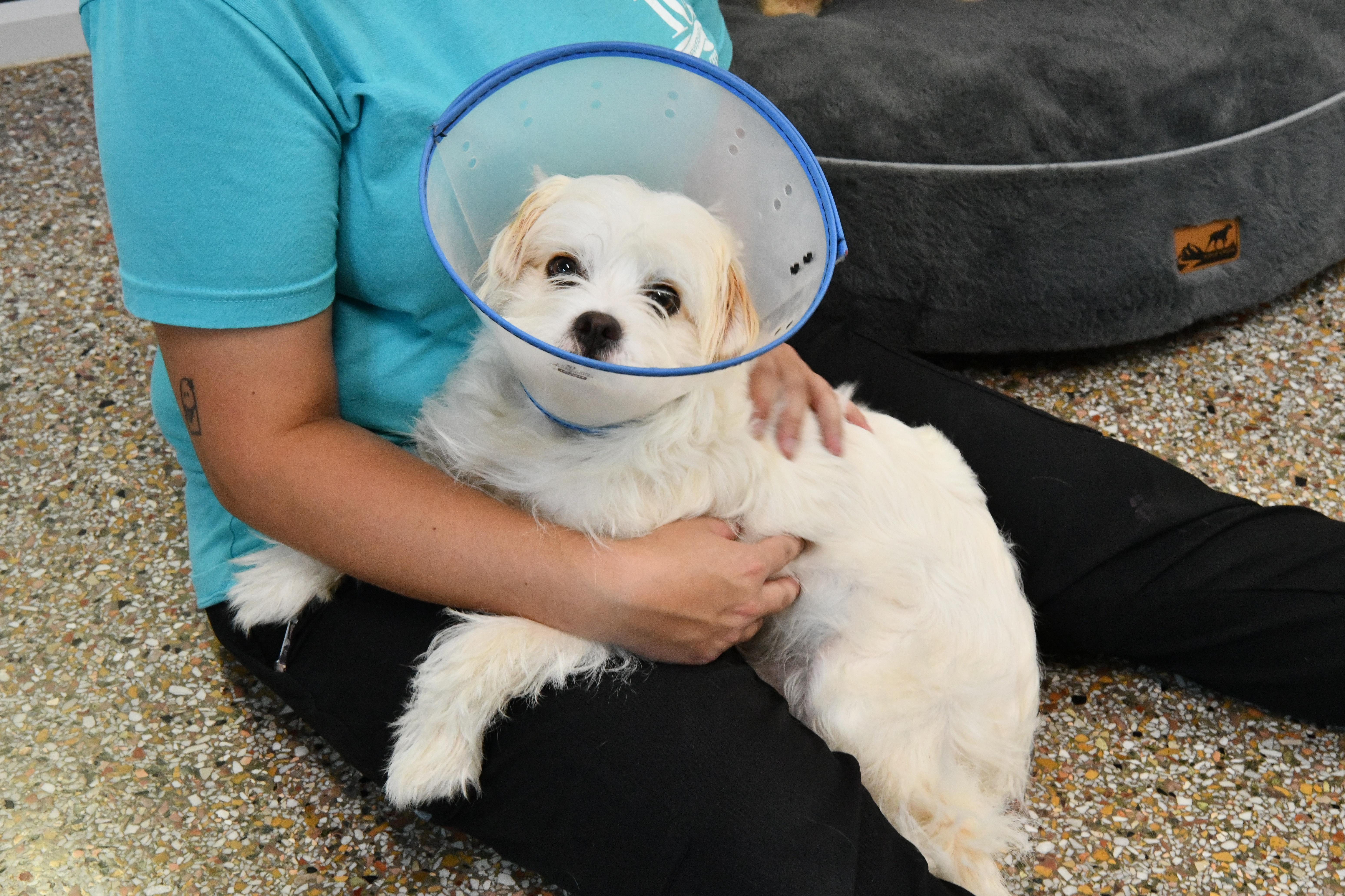 Caine, a ADOPTABLE mixed breed in Fairhope, AL image 1/4