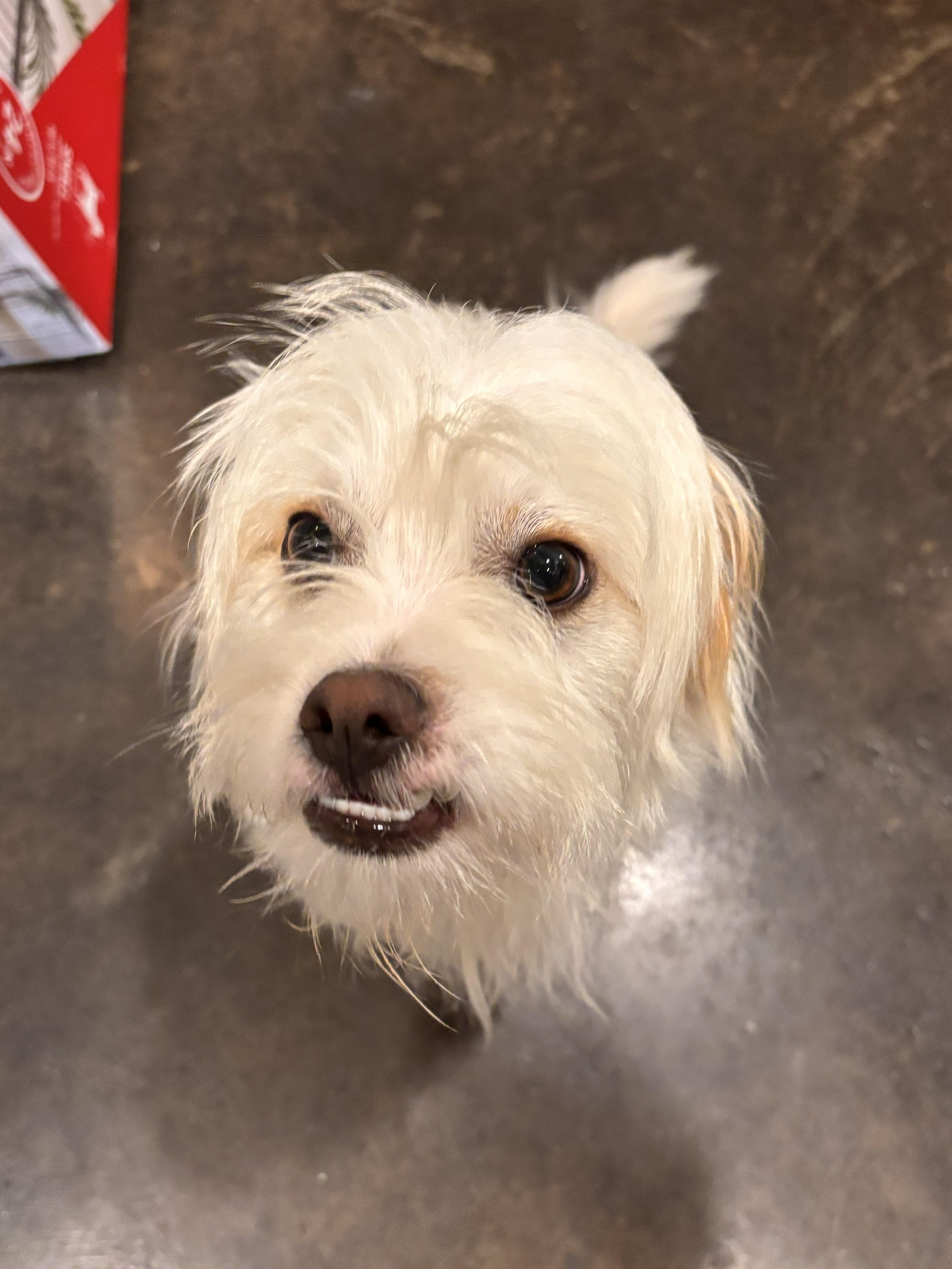 Enlarge Caine, an adopted mixed breed in Fairhope, AL image 1/6