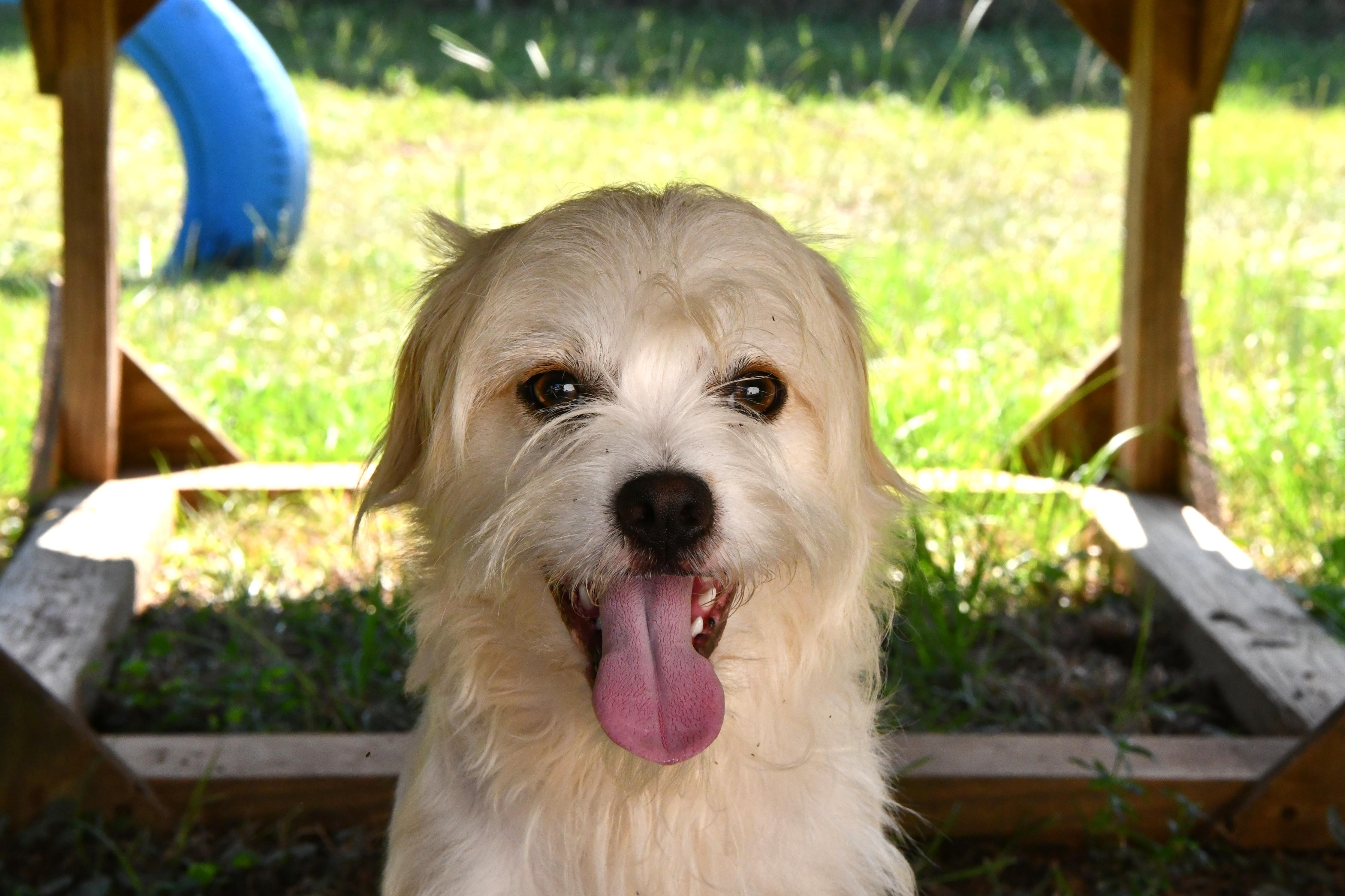 Caine, a ADOPTABLE mixed breed in Fairhope, AL image 3/4