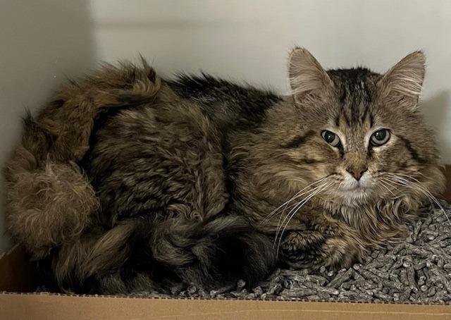 Enlarge Leonardo, an adopted Domestic Medium Hair in Webster City, IA image 1/1