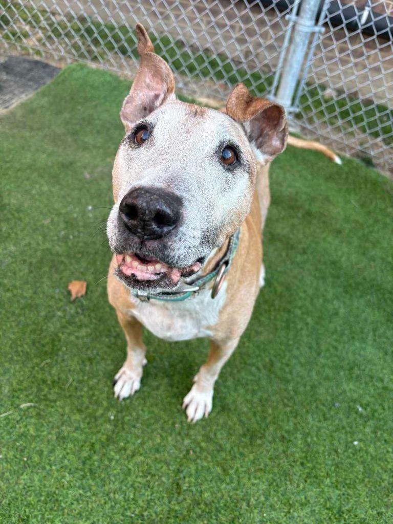 Enlarge Bruce, a Adoptable Terrier in New Kensington, PA image 1/6