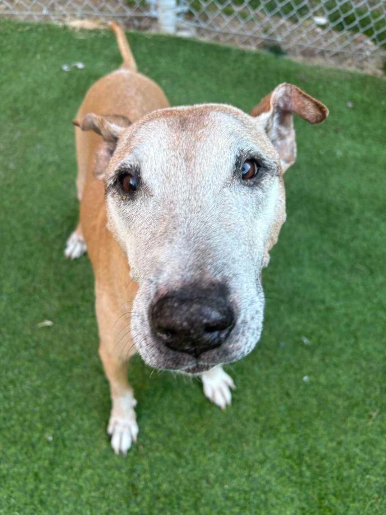 Bruce, a Adoptable Terrier in New Kensington, PA image 2/5