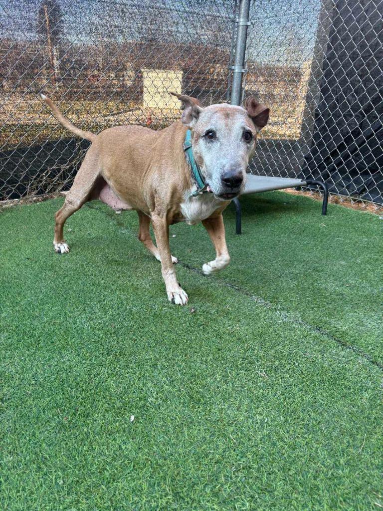 Enlarge Bruce, a Adoptable Terrier in New Kensington, PA image 3/6