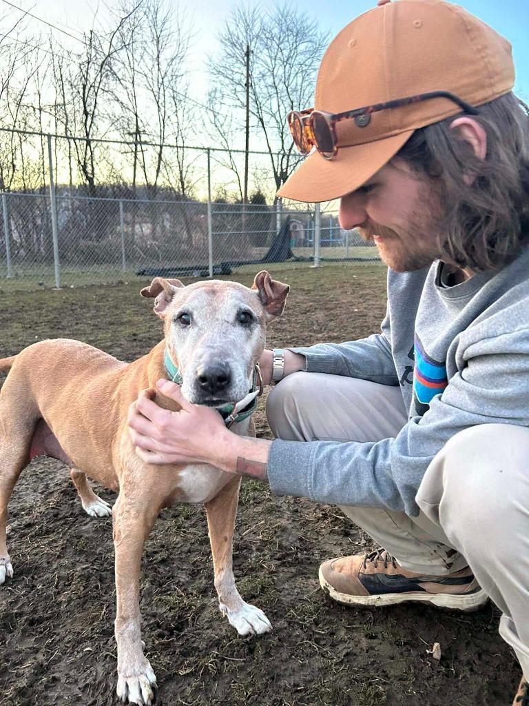 Enlarge Bruce, a Adoptable Terrier in New Kensington, PA image 4/6