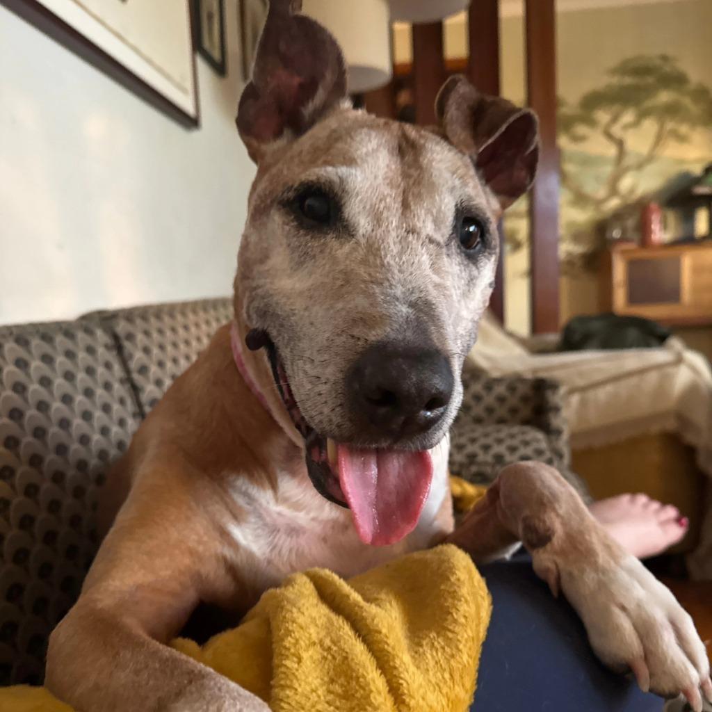 Bruce, a Adoptable Terrier in New Kensington, PA image 5/6