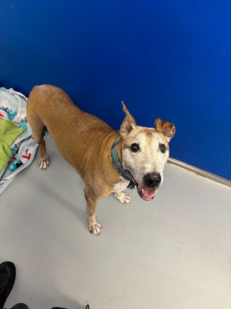 Bruce, a Adoptable Terrier in New Kensington, PA image 4/5