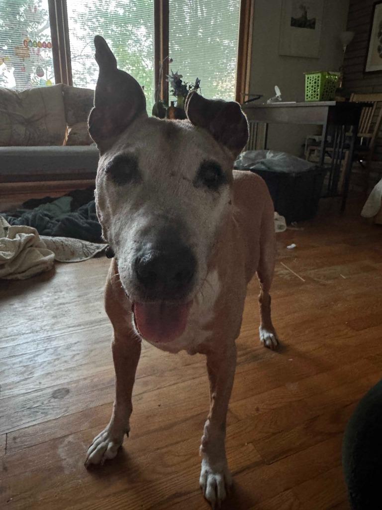Bruce, a Adoptable Terrier in New Kensington, PA image 5/6