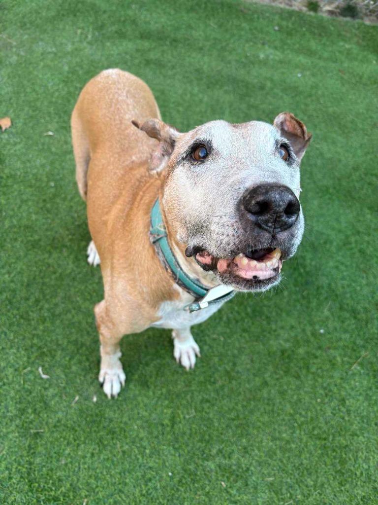 Enlarge Bruce, a Adoptable Terrier in New Kensington, PA image 6/6