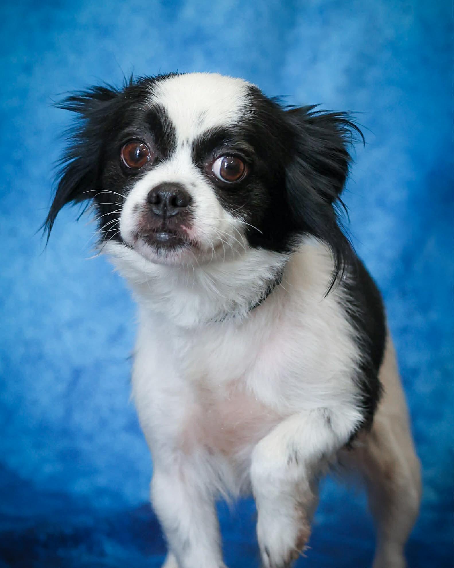 VICKIE (0342), ADOPTABLE, Adult Female Japanese Chin.