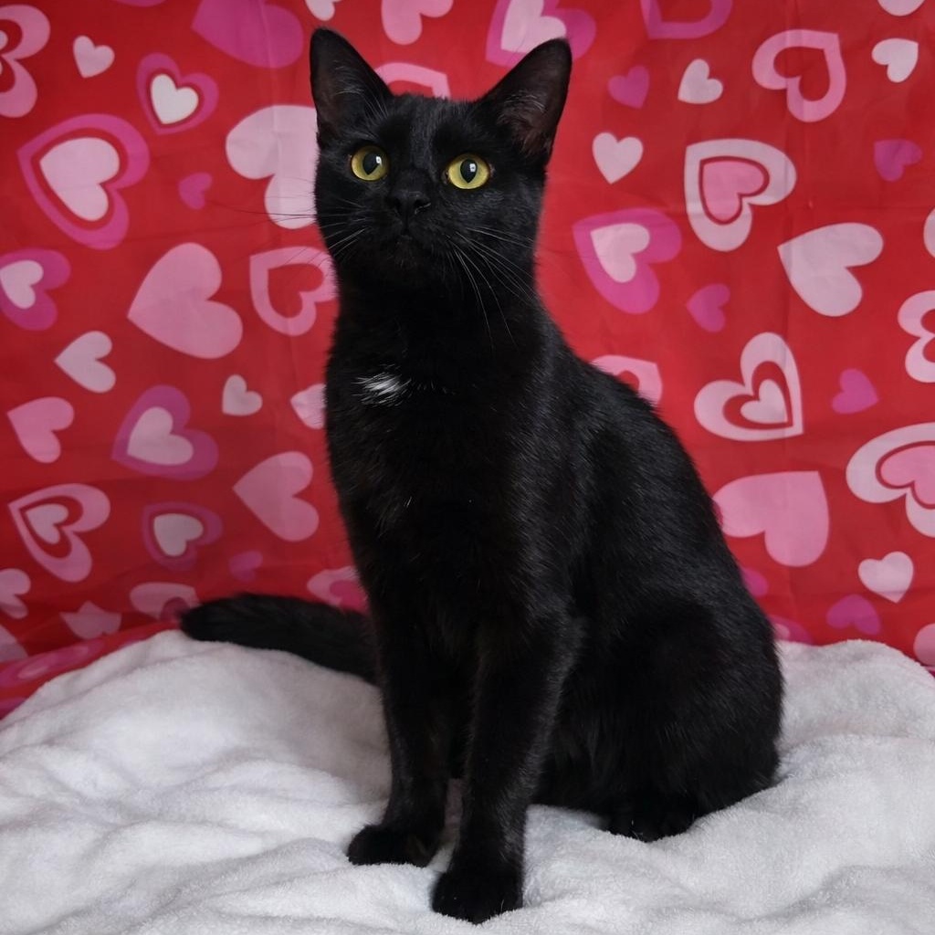 Enlarge Sarah, a Adoptable Domestic Short Hair in Mississauga, ON image 1/3