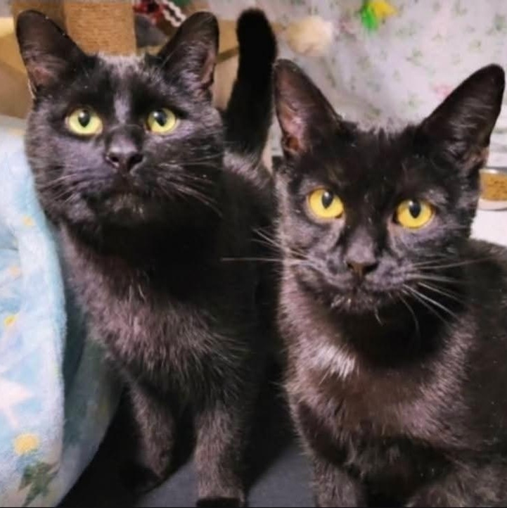 Enlarge Sarah, a Adoptable Domestic Short Hair in Mississauga, ON image 3/3