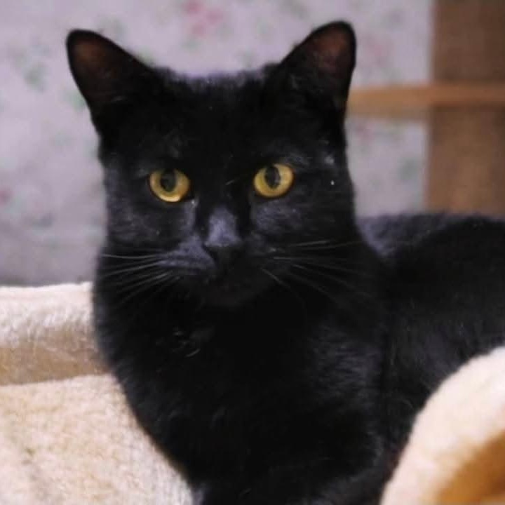 Enlarge Sarah, a Adoptable Domestic Short Hair in Mississauga, ON image 2/3