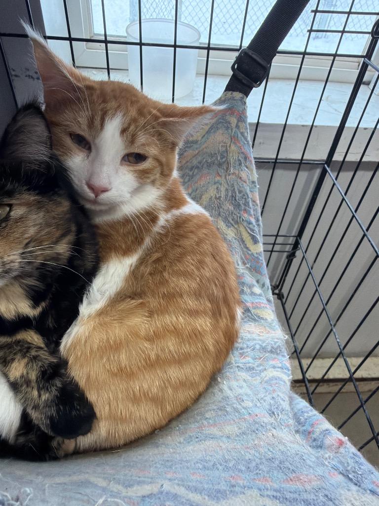 Fendi, Adoptable, Young Male Domestic Short Hair.