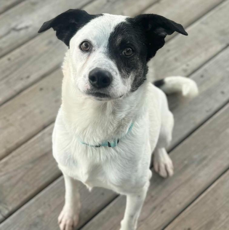William, ADOPTABLE, Adult Male Australian Cattle Dog / Blue Heeler & Mixed Breed.