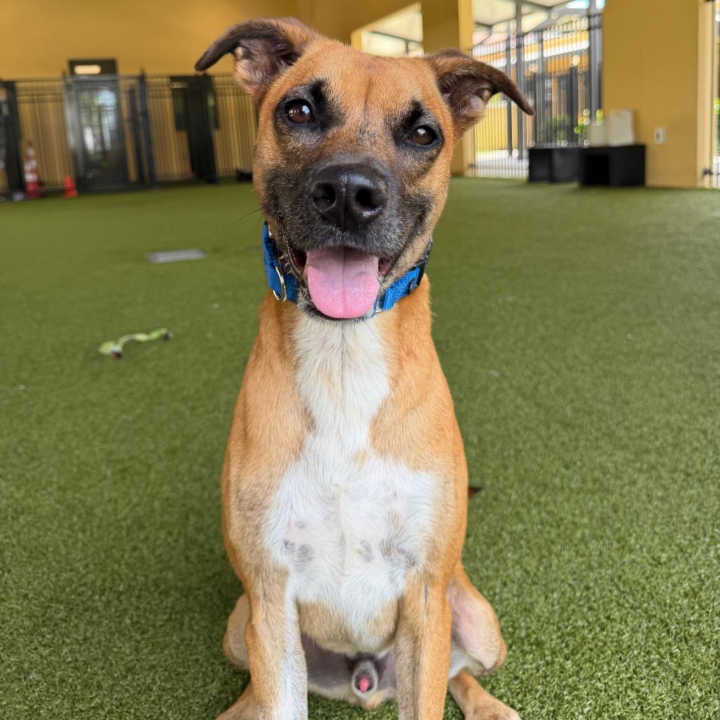 Dale, Adoptable, Adult Male Black Mouth Cur & Mixed Breed.