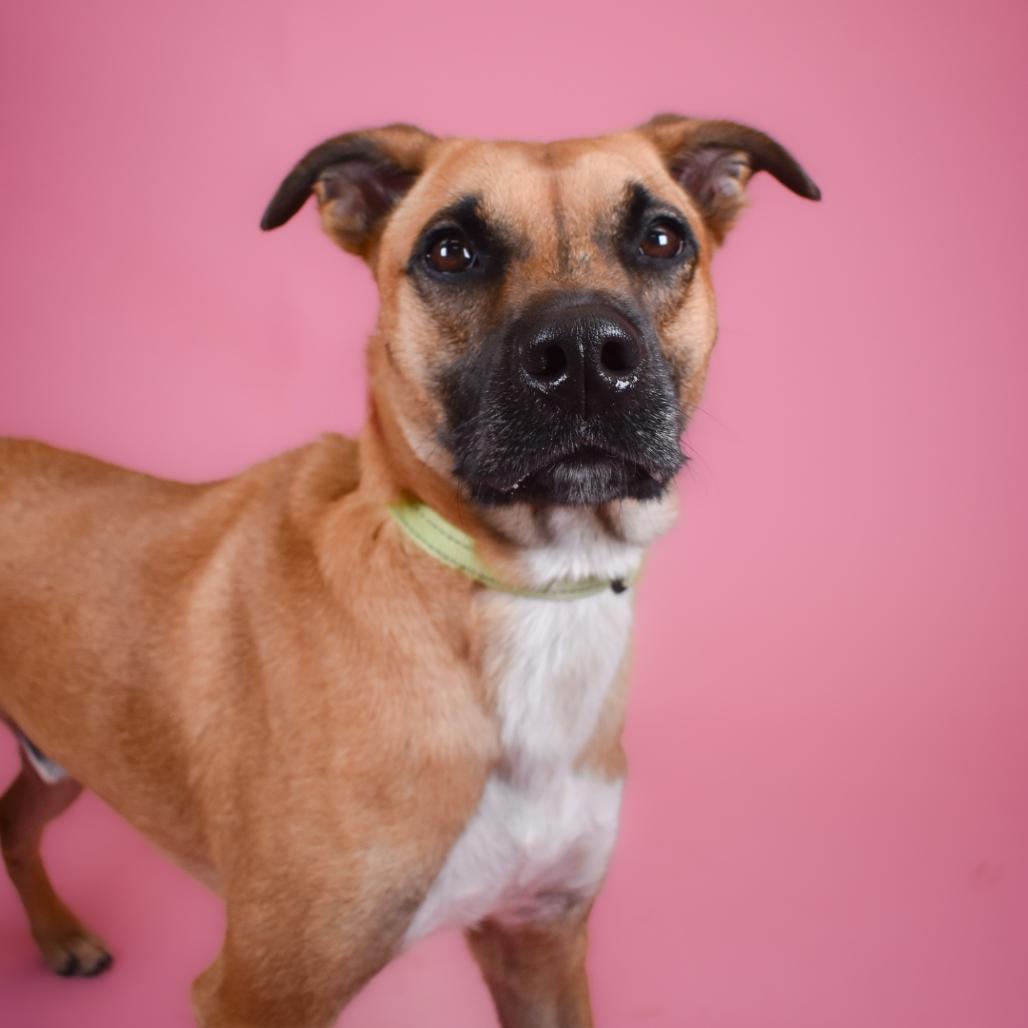 Dave, Adoptable, Adult Male Black Mouth Cur & Mixed Breed.