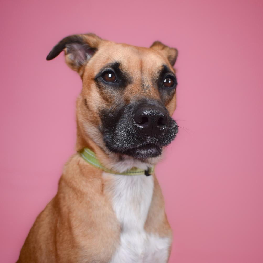 Dale, Adoptable, Adult Male Black Mouth Cur & Mixed Breed.