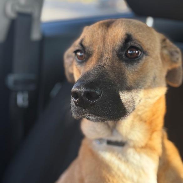Dale, Adoptable, Adult Male Black Mouth Cur & Mixed Breed.