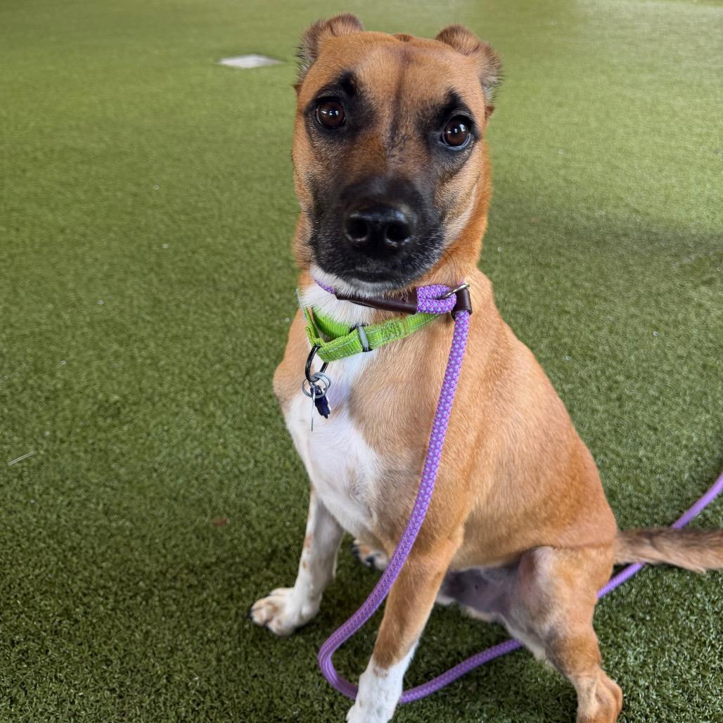 Enlarge Dale, a Adoptable mixed breed in West Palm Beach, FL image 3/6