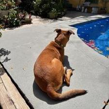 Enlarge Dale, a Adoptable mixed breed in West Palm Beach, FL image 4/6